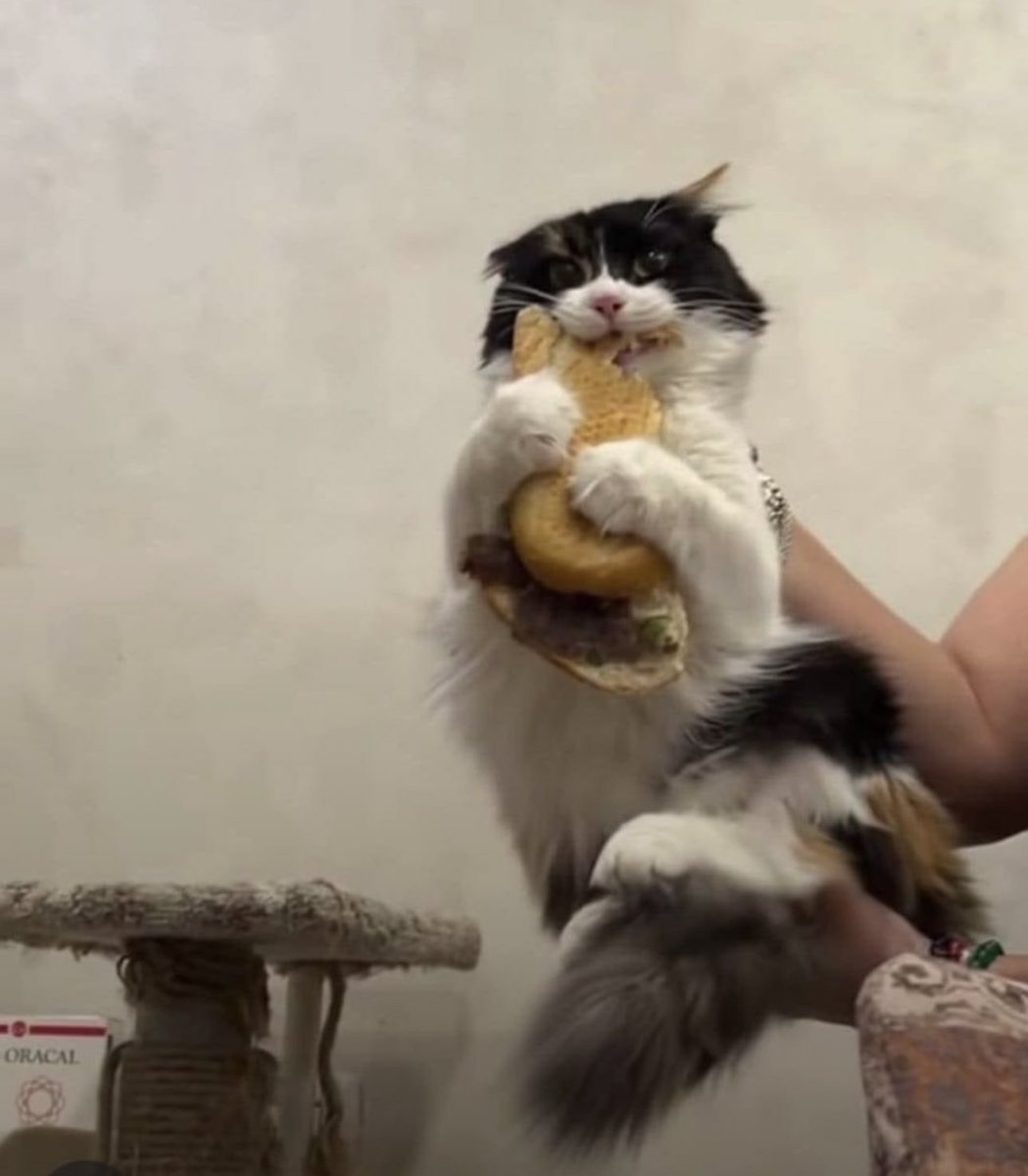 weirdlilguys's tweet image. the perfect series of photos doesn’t exist-