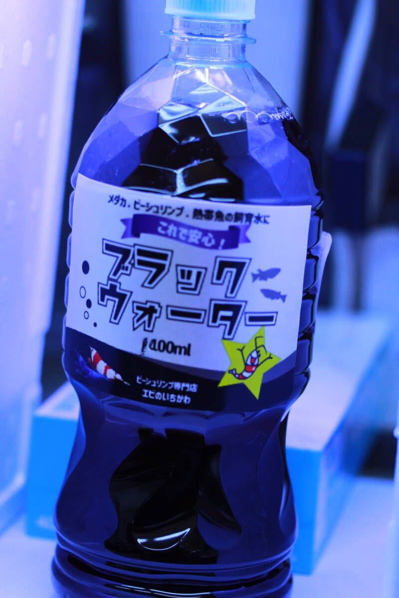 いちかわ 綺麗な 花トラタイガー１０匹 の出品 エビのいちかわ (@ebinoichikawa) ⁄ Posts ⁄ X