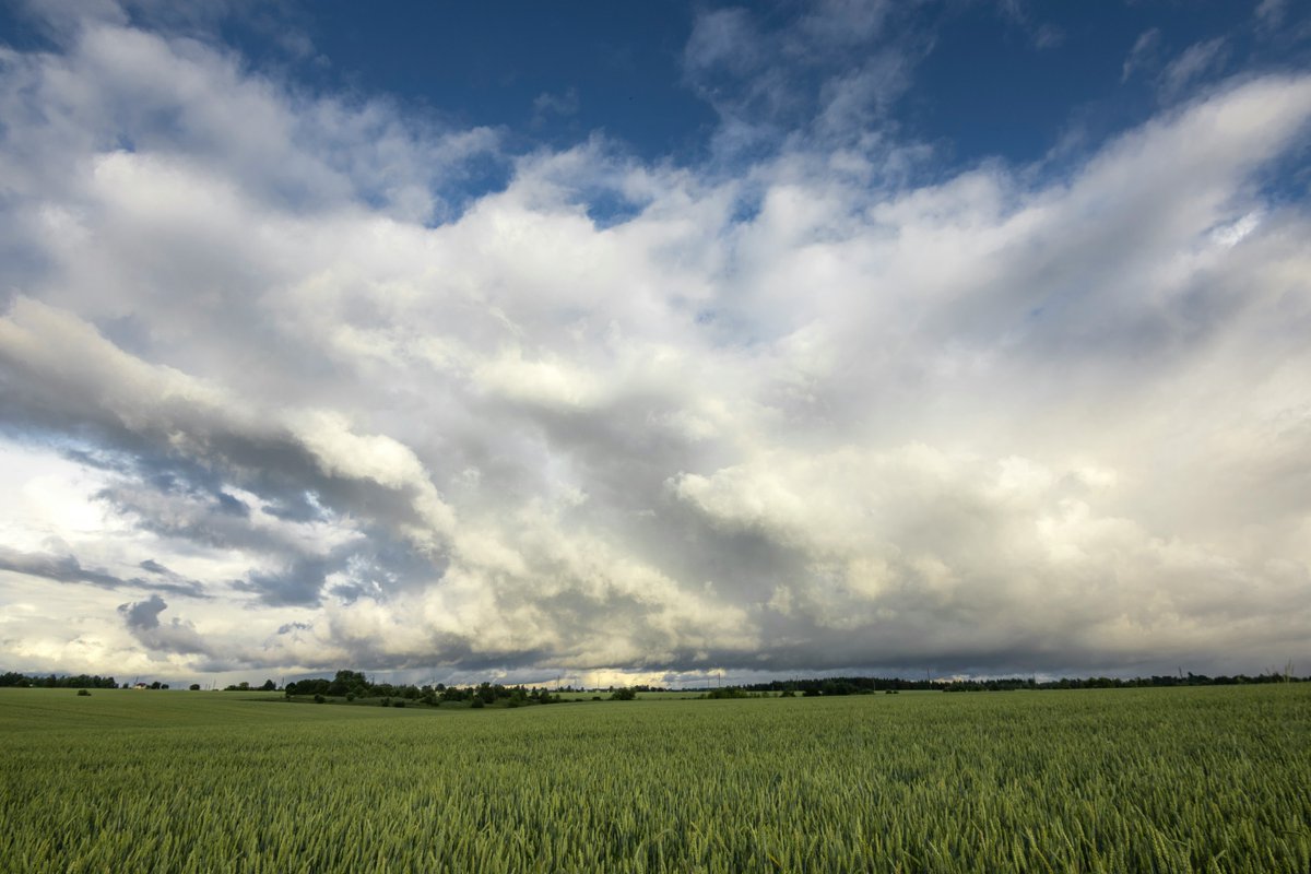 Make your crop nutrition plans weatherproof! Our latest blog provides actionable ways to support crop growth and improve farming operations, rain or shine. Read it here: gflagri.com/blog/the-impac…