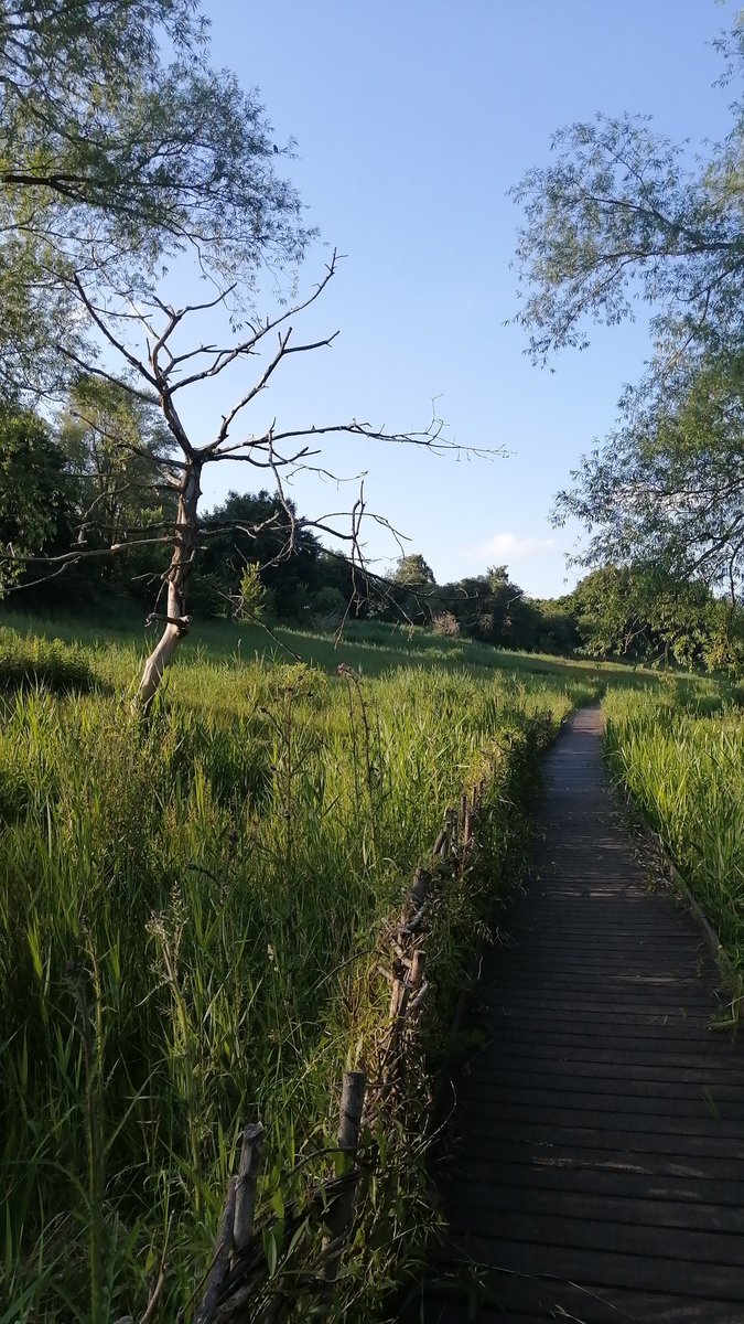 A massive #thankyou to the #volunteers and everyone else involved in protecting and managing <a href="/LyeValley/">Lye Valley</a> #nature reserve.

Not only of huge ecological value, but a magical, restful space in the heart of busy #Oxford.

I know it takes a lot of work on site and behind the scenes. 🙏