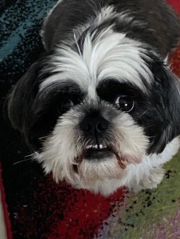 millypod1's tweet photo. NEED TO LOCATE FINDERS: Found in Queens Park by 3 walkers who were taking him to the emergency vets but as yet he has not been handed in.

🆘18 JUN 2024 #Lost BUSHY #ScanMe
Black &amp; White Shih Tzu Male
Queen's Park West Drive #Bournemouth #Dorset #BH8
https://t.co/zCnQLZ5INW https://t.co/A140nyPIFz