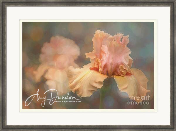 amy_dundon's tweet photo. Exquisite Iris Flower: https://t.co/baHA6KN0eD
#floral #florals #floraldesign #floralprint #floralart #floralcrown #love #instagood #photooftheday #Beautiful #artistry_flair #momentslikethese #texture_art #softdreamyphotography https://t.co/NUEhqVBGP4
