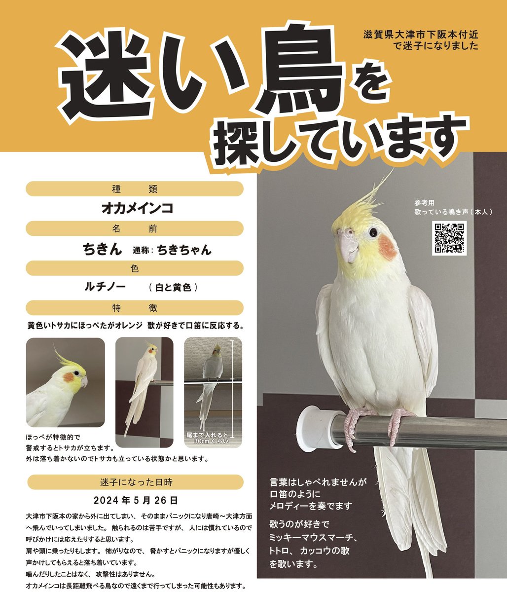 滋賀県】迷子のオカメインコ探してます (@CiderStam) / Posts / X