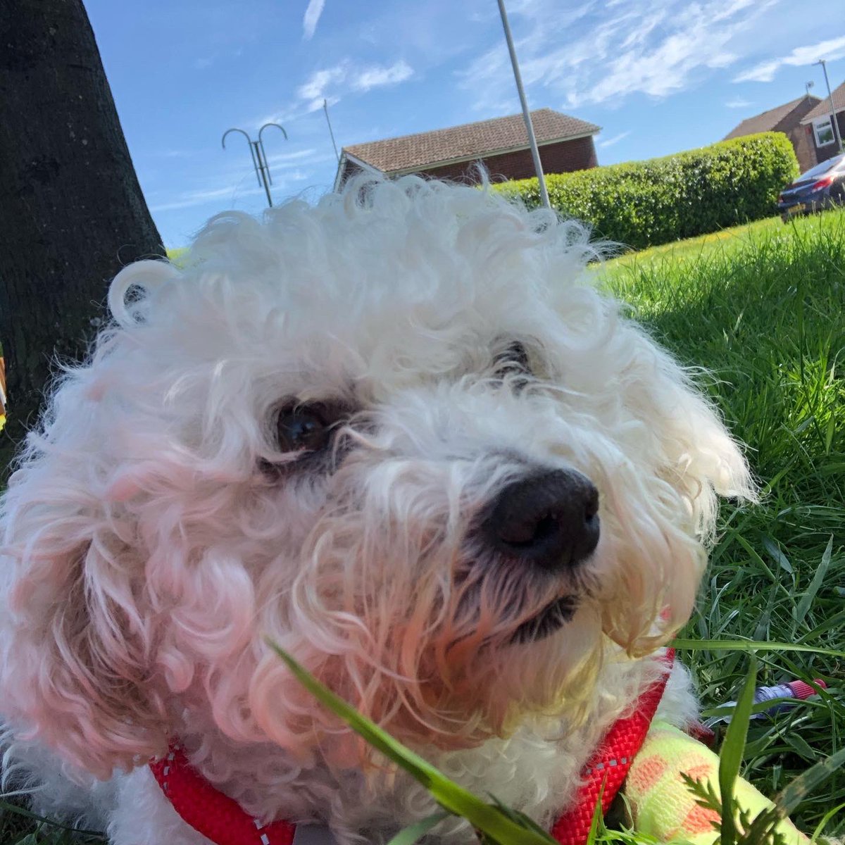 Three years ago my beautiful Bella crossed the Rainbow Bridge 🌈 There isn’t a day that goes by that I don’t miss her 💙 #bichonfrise