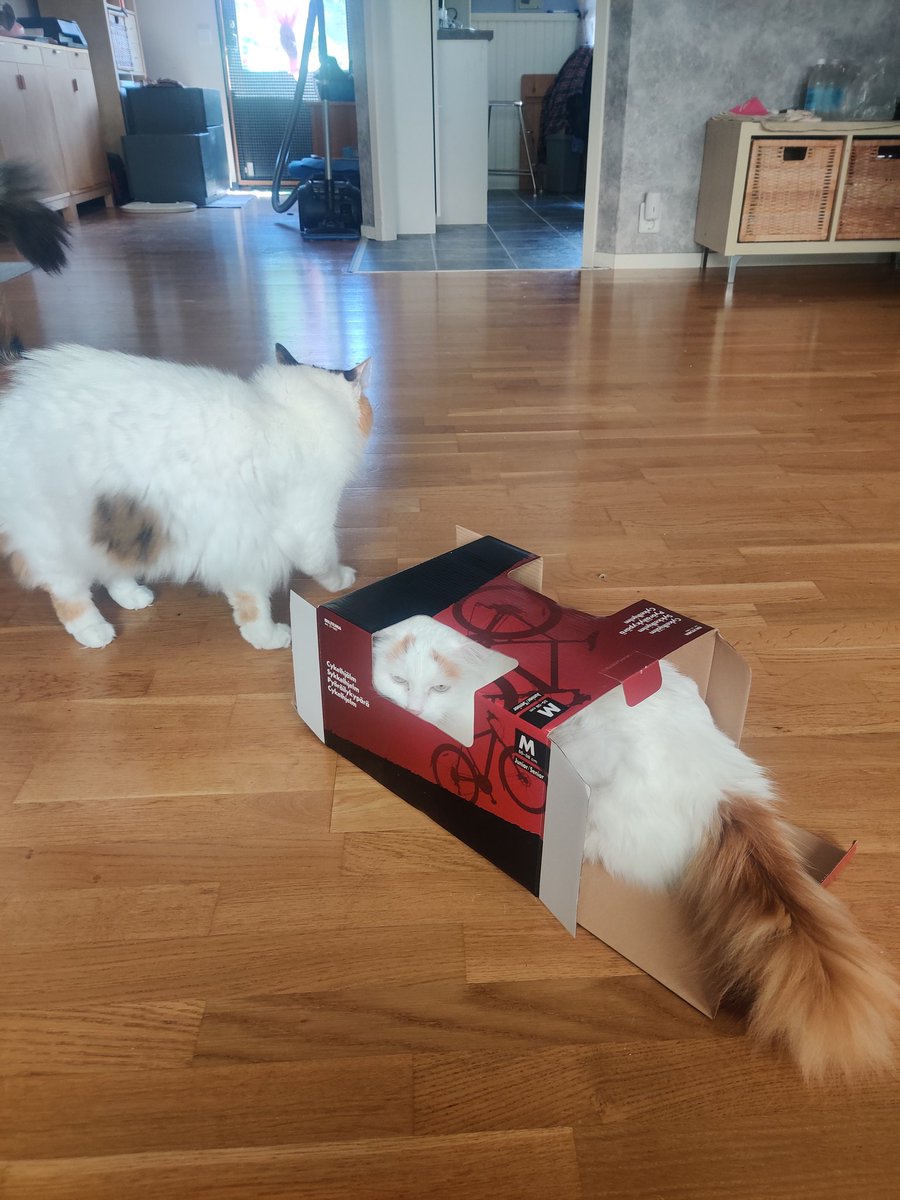 Shacozzi's tweet image. bycikleta 🚲