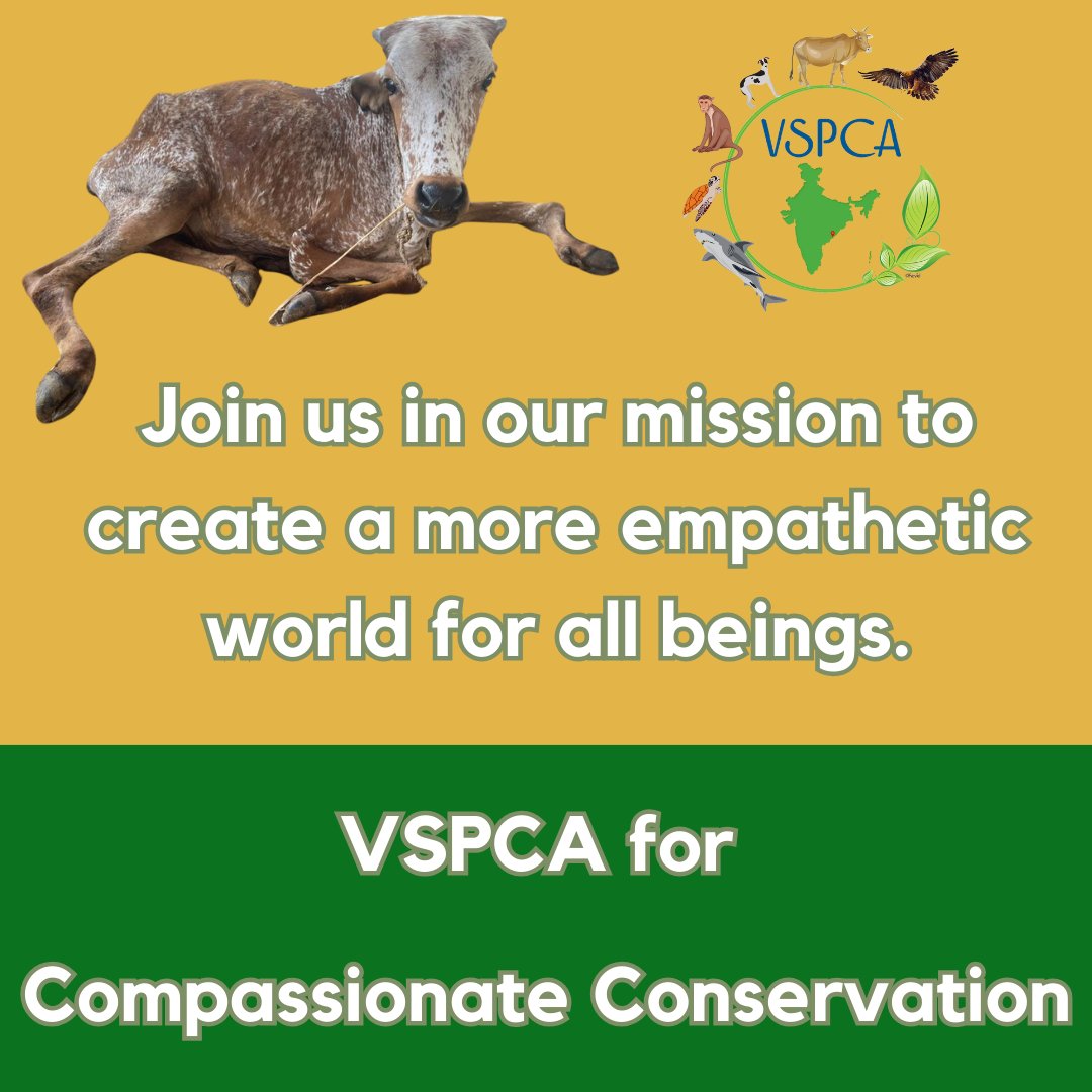 Stand with us against hypocrisy and support our efforts to rescue and rehabilitate donated calves. Your donation helps provide them with the care they deserve. Together, let's make a difference. Donate now: vspca.org/donate  #AnimalRescue #DonateNow #VSPCA