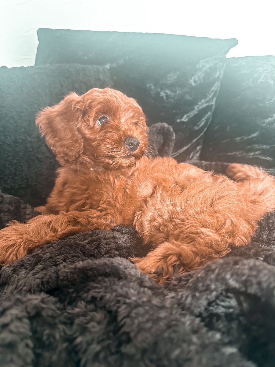 apolloniaking's tweet photo. So @GaryKing27 came home with a puppy ❤️🐾 https://t.co/UAutGX4U5A