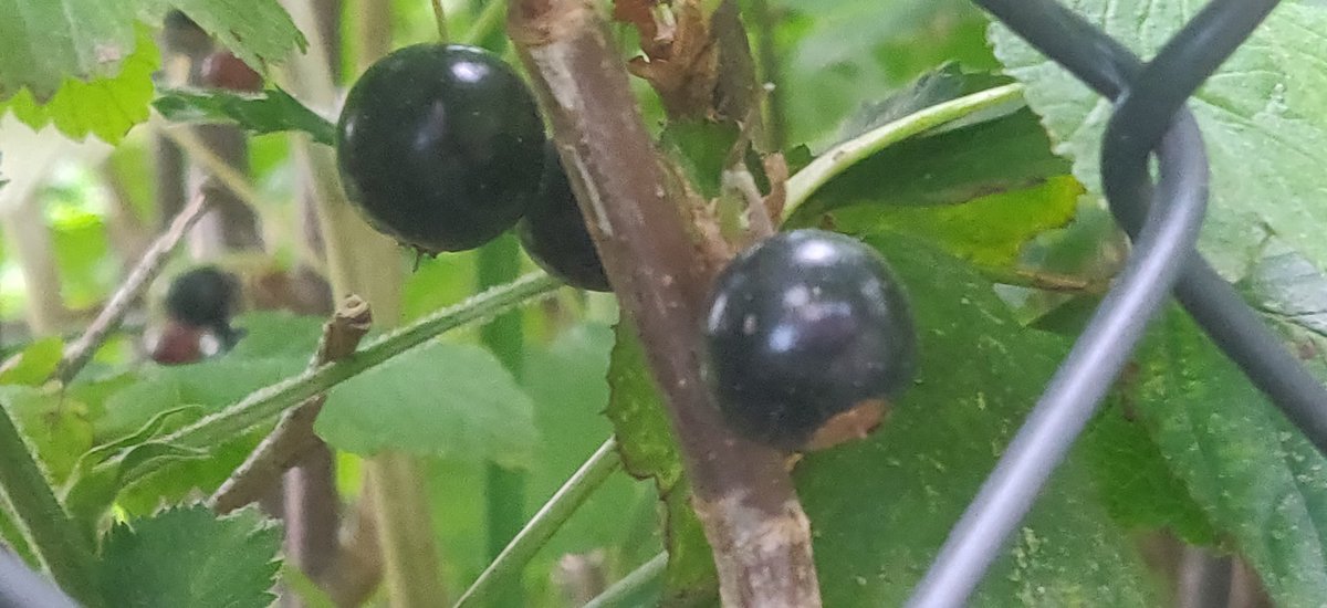 Stadtgaerten's tweet photo. Im #Apark in #DD findet ihr noch ein paar Auberginen und Paprika die eingepflanzt werden sollen. Wer genau hinschaut, findet auch einige bedrohte Arten und sogar ein paar Beeren 🌿❤️ https://t.co/colplLKaGx