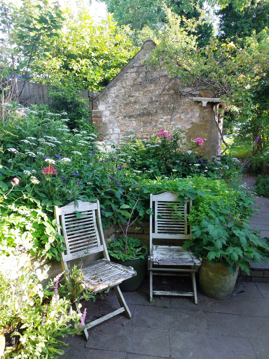 KateRisely's tweet photo. @themarshtit Please admire my MAJESTIC GROUND ELDER border #admitteddefeat 😭 https://t.co/DhyZOp7Pl3