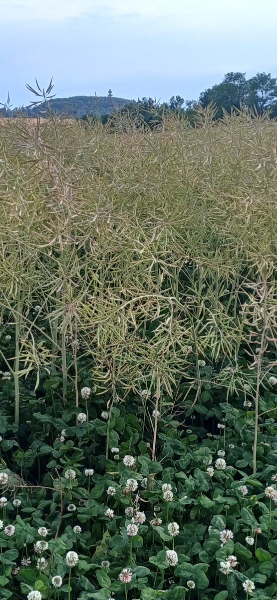 TonioPereira2's tweet image. En ce jour d'appel, le #trèfle répond présent #planproteines