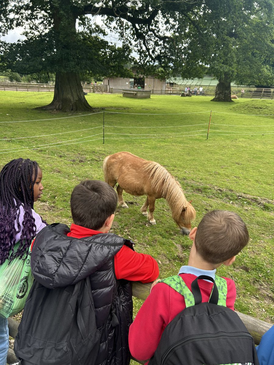 GlencoatsPS_'s tweet image. P5/6 had a great time on their trip to @BlairDrummondSP today!! 🦒🦏🐅🦓🦙🐒🐘

#schooltrip #safaripark #endoftheyear