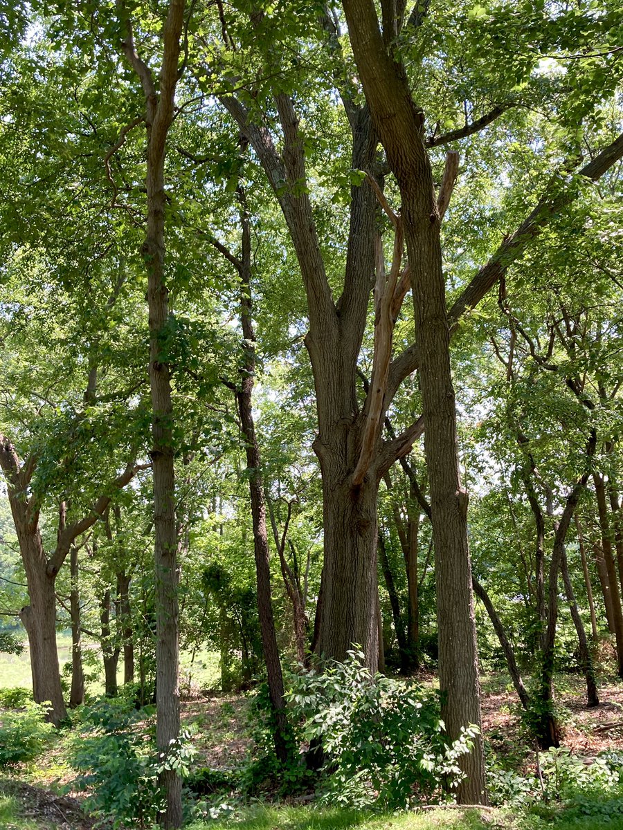This seaside park has a wooded border along part of the walking path. 

I love to stop and peer into the magical world of nature and wildlife. It soothes and heals my soul, and nourishes my longing for connection with something bigger than myself. 

#TreeTrunkTuesday
#nature