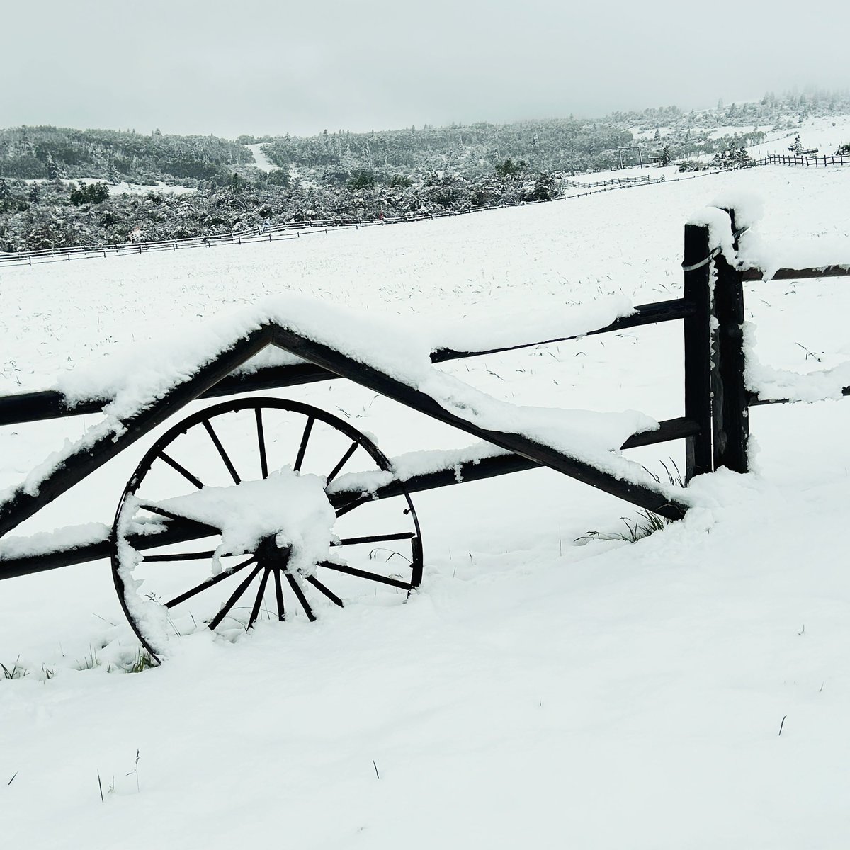 DallasFlexhaug's tweet image. Nothing says JUNE 18th like 30cm of snow.

(South of Calgary - West of Nanton, AB)

#abstorm #junesnow