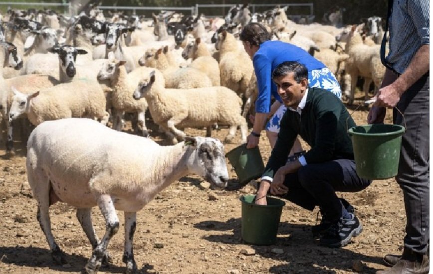 Tush27J's tweet image. Ewe heard me. I  love fleecing the nation. 
#TorisOut712 #SunakOut #Sunackered #GTTO #GE2024
