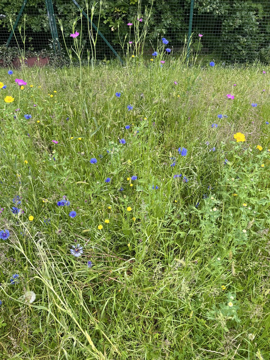 Our beautiful wild flowers patch #SustainableSouthie