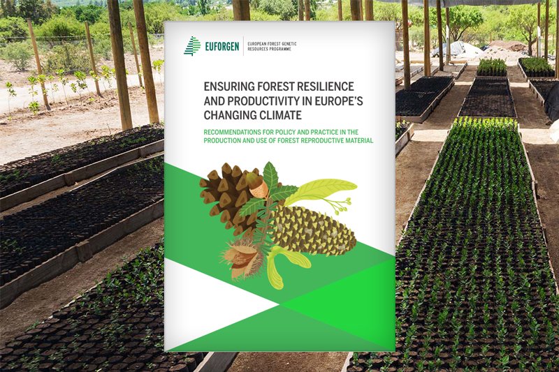 EUFORGEN's tweet photo. 📢 Policymakers, it’s time to act! Consider genetic elements to ensure the stability & productivity of #forests in the coming decades!
📥 Download the #EUFORGEN policy summary & explore detailed recommendations to enhance Europe’s forest #resilience 👇
https://t.co/YrGYgsSHeI https://t.co/rXsFEAM6ZG