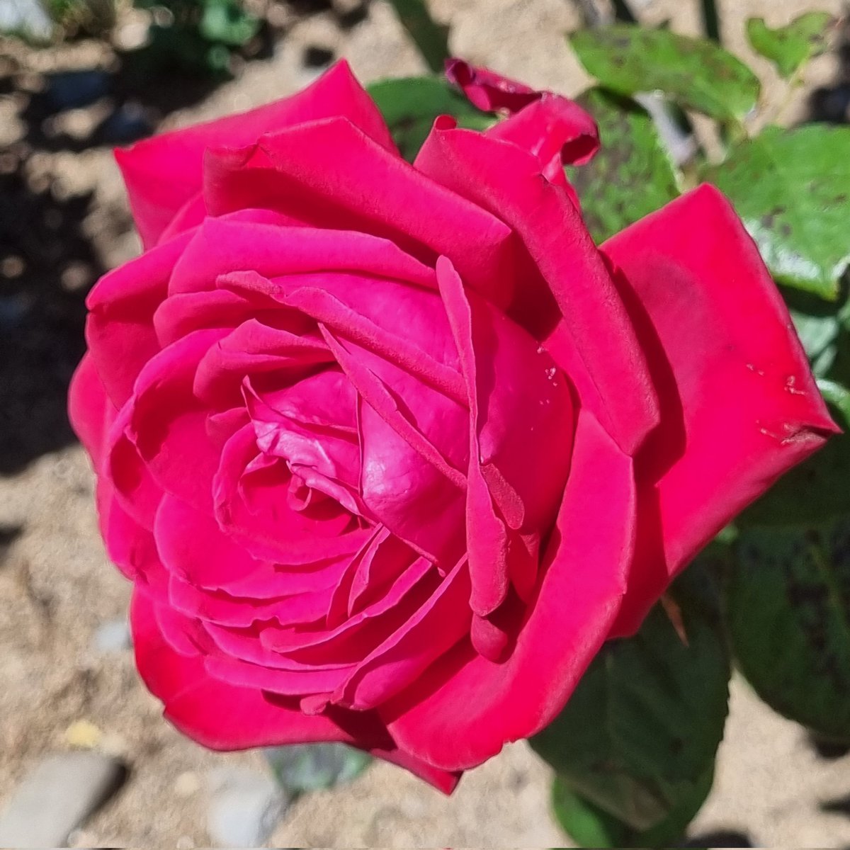 Jf0rc310's tweet photo. #NewProfilePic https://t.co/1ojnhOVDPE