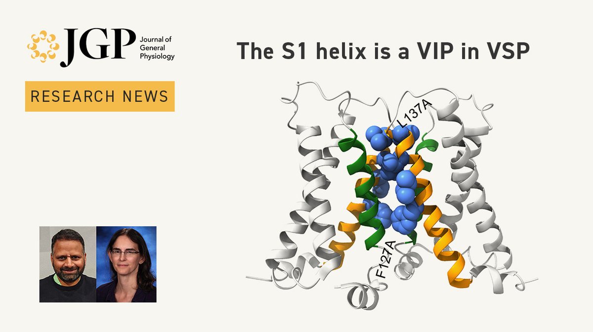 Journal of General Physiology (@jgenphysiol) on Twitter photo The S1 helix is a VIP in VSP. Our latest #ResearchNews highlights a recent study from Vamseedhar Rayaprolu, Susy Kohout <a href="/SK_voltage/">Susy Kohout</a> and colleagues (hubs.la/Q02Bnyxh0) ➡️ hubs.la/Q02Bnpy60 The S1 helix is a VIP in VSP. Our latest #ResearchNews highlights a recent study from Vamseedhar Rayaprolu, Susy Kohout <a href="/SK_voltage/">Susy Kohout</a> and colleagues (hubs.la/Q02Bnyxh0) ➡️ hubs.la/Q02Bnpy60