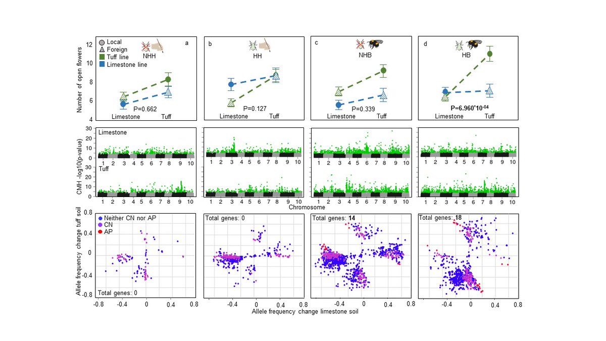 Check out our two new papers in Nature Communications! Based on a two years evolution experiment they show how bee pollination and aphid herbivory interact with soil type to promote divergent evolution rdcu.be/dCFSp and local adaptation rdcu.be/dLanU in plants