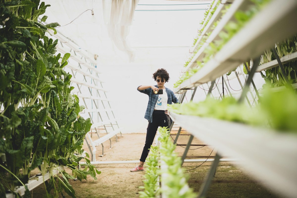 idroponicagrow's tweet image. 💡 Consigli per la coltivazione idroponica: scopri tutto sul nostro blog! 
idroponica.it/blog

#Hydroponics #GrowingTips #Idroponica