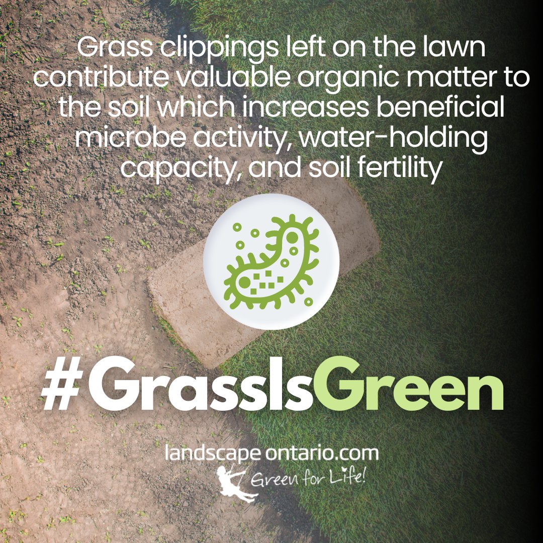 Grass clippings are natural fertilizer and help build topsoil! If the clippings are excessive, run the mower over them again to integrate them into the turf canopy.  #LawnScience #GrassIsGreen (Check out the Lawn.Science
 website for resources like this)