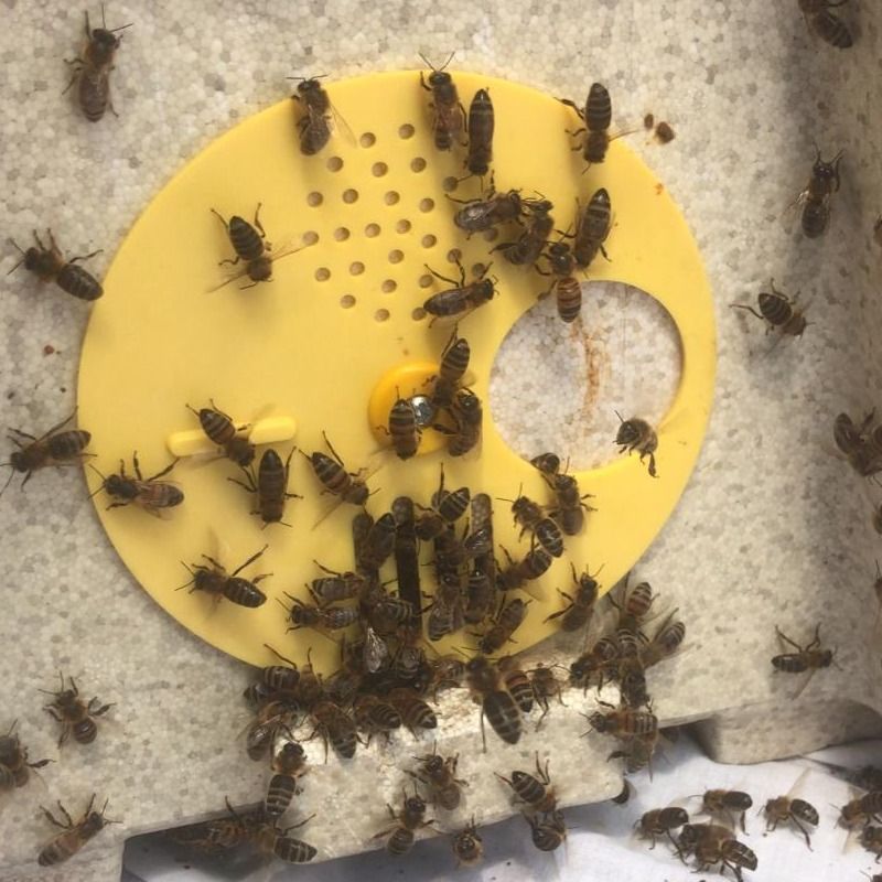 Our unexpected visitors over the weekend! 🐝 "Barry the Beekeeper" expertly relocated these buzzing guests to a new hive, now happily settled among his others on the farm. 🌼🐝🍓 More info in comments
#beekeeping #naturelovers #farmlife