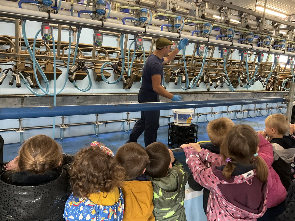 St_Wilfrids_CE's tweet photo. There was lots of excitement from the children and the 49 cows in the milking shed. Farmer Carl explained how the cows are milked. The cows were very big but very well behaved. We learnt where the milk comes from and how the cows are cared for. #AgentsOfCourage @LT_Trust https://t.co/foQn2UHEbt