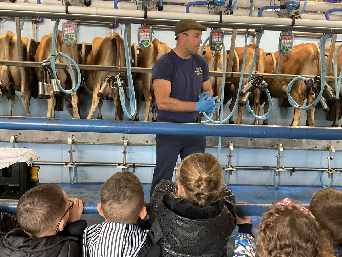 St_Wilfrids_CE's tweet photo. There was lots of excitement from the children and the 49 cows in the milking shed. Farmer Carl explained how the cows are milked. The cows were very big but very well behaved. We learnt where the milk comes from and how the cows are cared for. #AgentsOfCourage @LT_Trust https://t.co/foQn2UHEbt