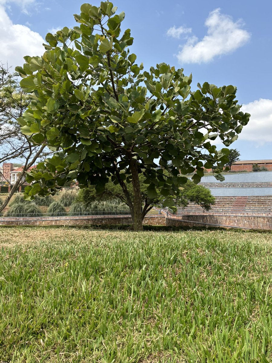 DimitrieSissi's tweet photo. 'Umurinzi’ means 'guardian' in Kinyarwanda! Abandi bacyita Umuko
In only 5 years, the “Umurinzi” I planted in the #GardenOfMemory looks healthy🩶
#Kwibuka30 
#Resilience https://t.co/FA9SnESavK