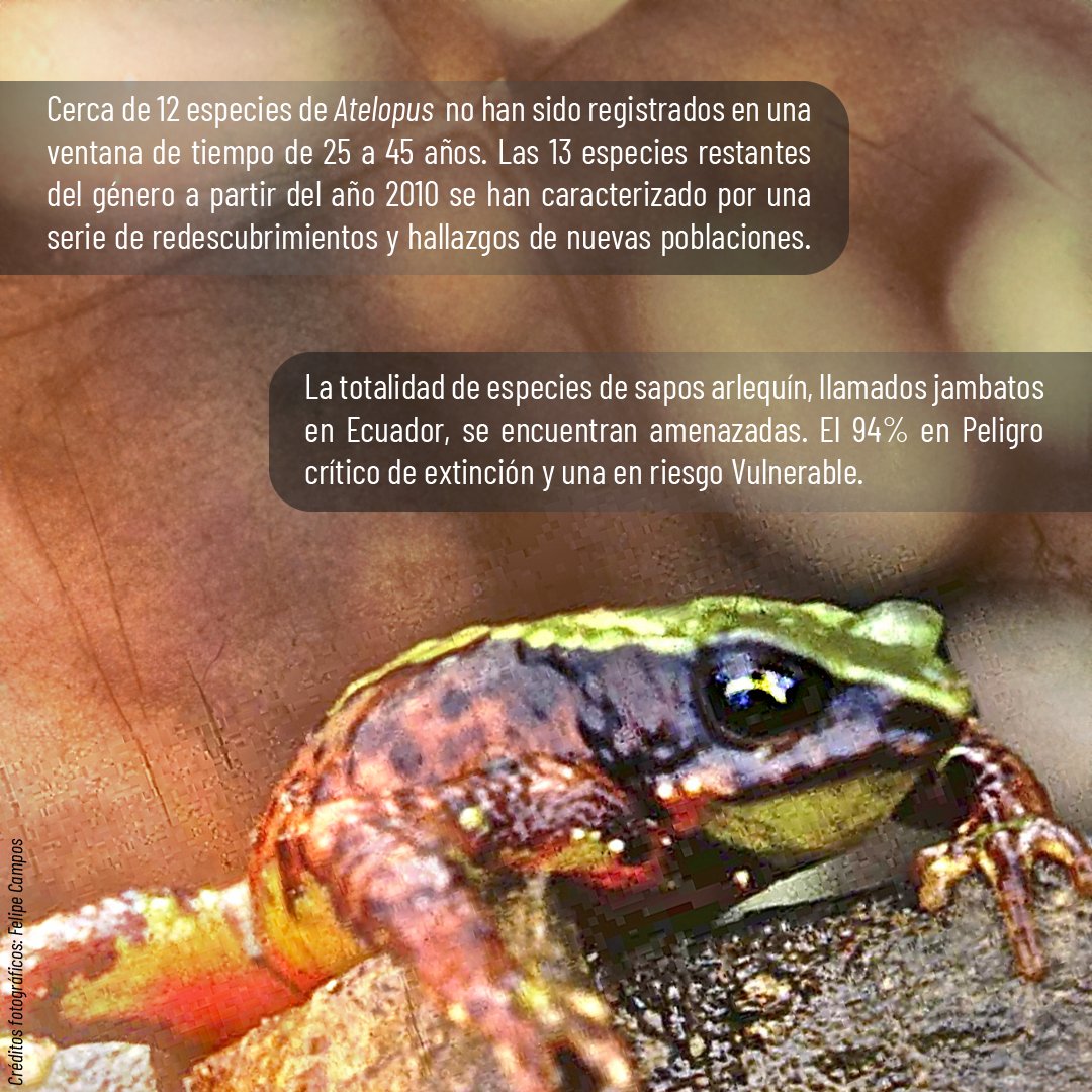 INABIO_EC's tweet photo. El artículo “JAMBATOS Y ARLEQUINES EN LA MITAD DEL MUNDO: una breve revisión a la diversidad y estado de conservación de Atelopus en Ecuador” detalla que cerca de 12 especies de Atelopus no han sido registrados en una ventana de tiempo de 25 a 45 años. https://t.co/iSsEKMTfY9
