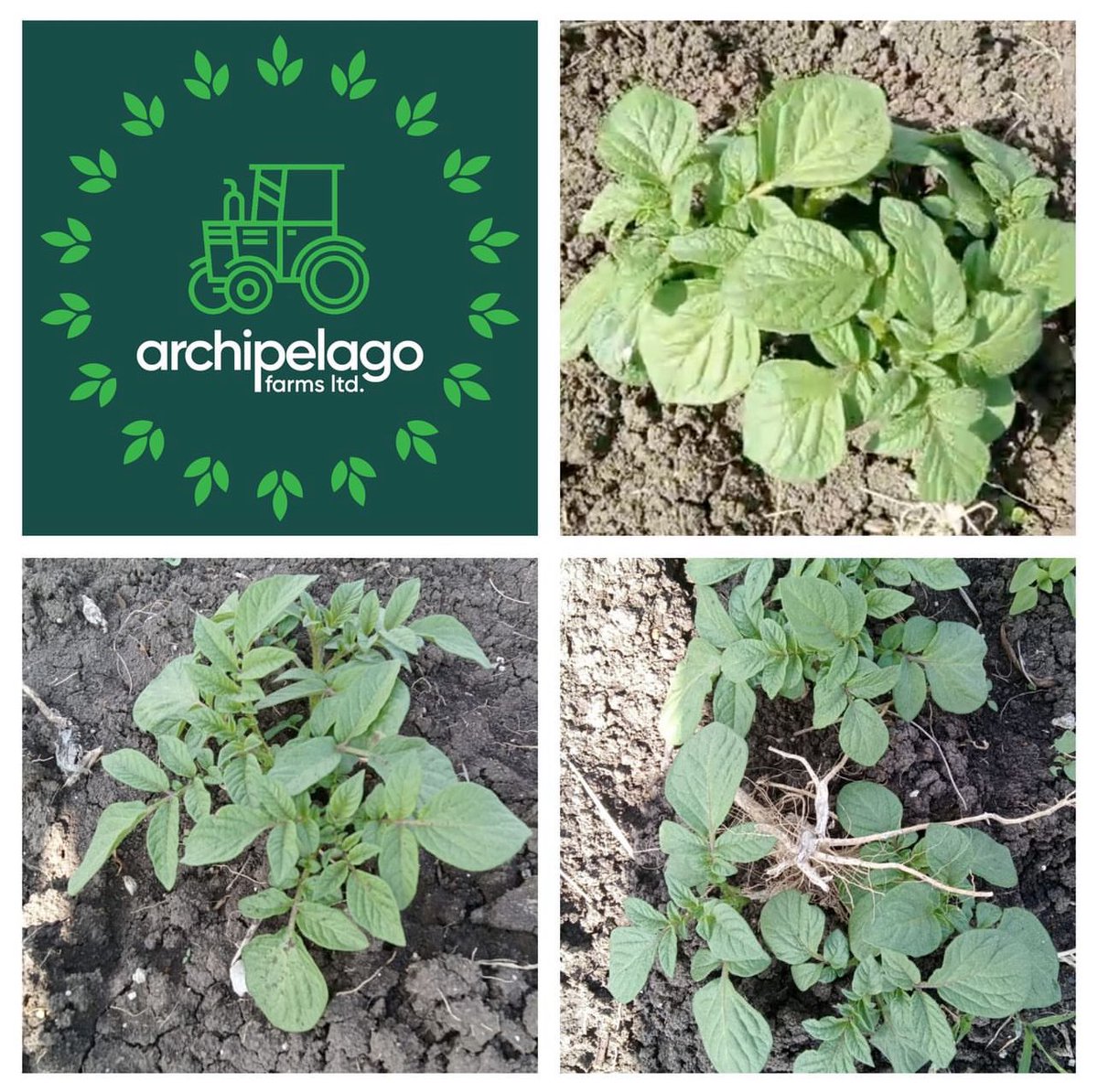 🌱 Two weeks in, and our Unica potatoes in Nanyuki have sprouted! 🌱 We're excited to see how they continue to thrive. Stay tuned for more updates on their growth journey!

#UnicaPotatoes #SproutingSuccess #FarmLife #PotatoGrowing #SustainableFarming  #GreenThumb #FarmFresh