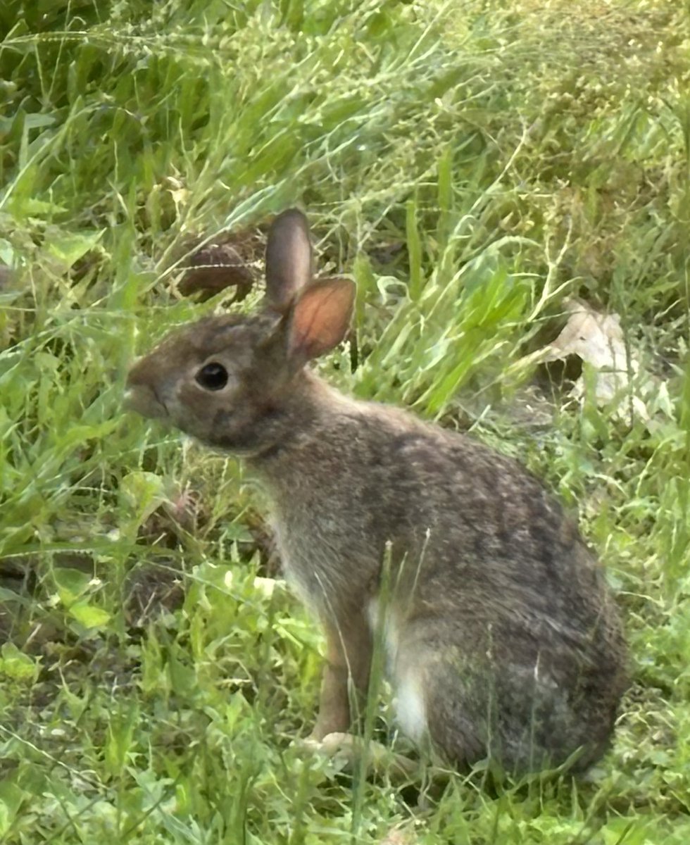 CDanaherH's tweet photo. One hungry bunny munching,
oblivious in bliss,
whose focus was #unfractured
by my seeing its
simply living, I’m convinced
is the purest poetry that is
nothing but a moment, #uninfringed.
#vsspoem
#vss365
#poem
#poetry
#fractured
#infringe https://t.co/ZoGRNmS6oY