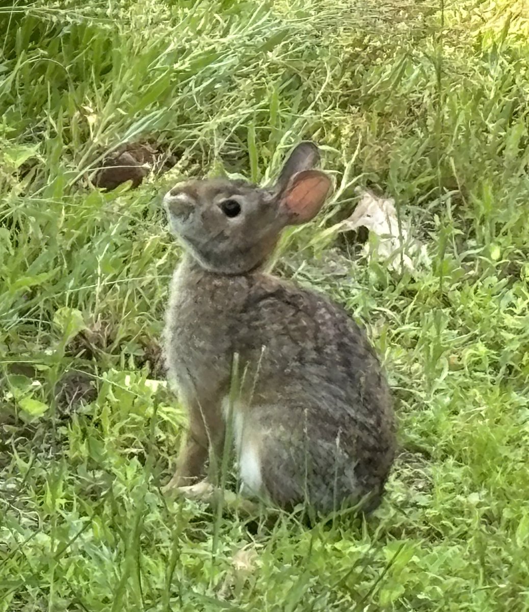 CDanaherH's tweet photo. One hungry bunny munching,
oblivious in bliss,
whose focus was #unfractured
by my seeing its
simply living, I’m convinced
is the purest poetry that is
nothing but a moment, #uninfringed.
#vsspoem
#vss365
#poem
#poetry
#fractured
#infringe https://t.co/ZoGRNmS6oY