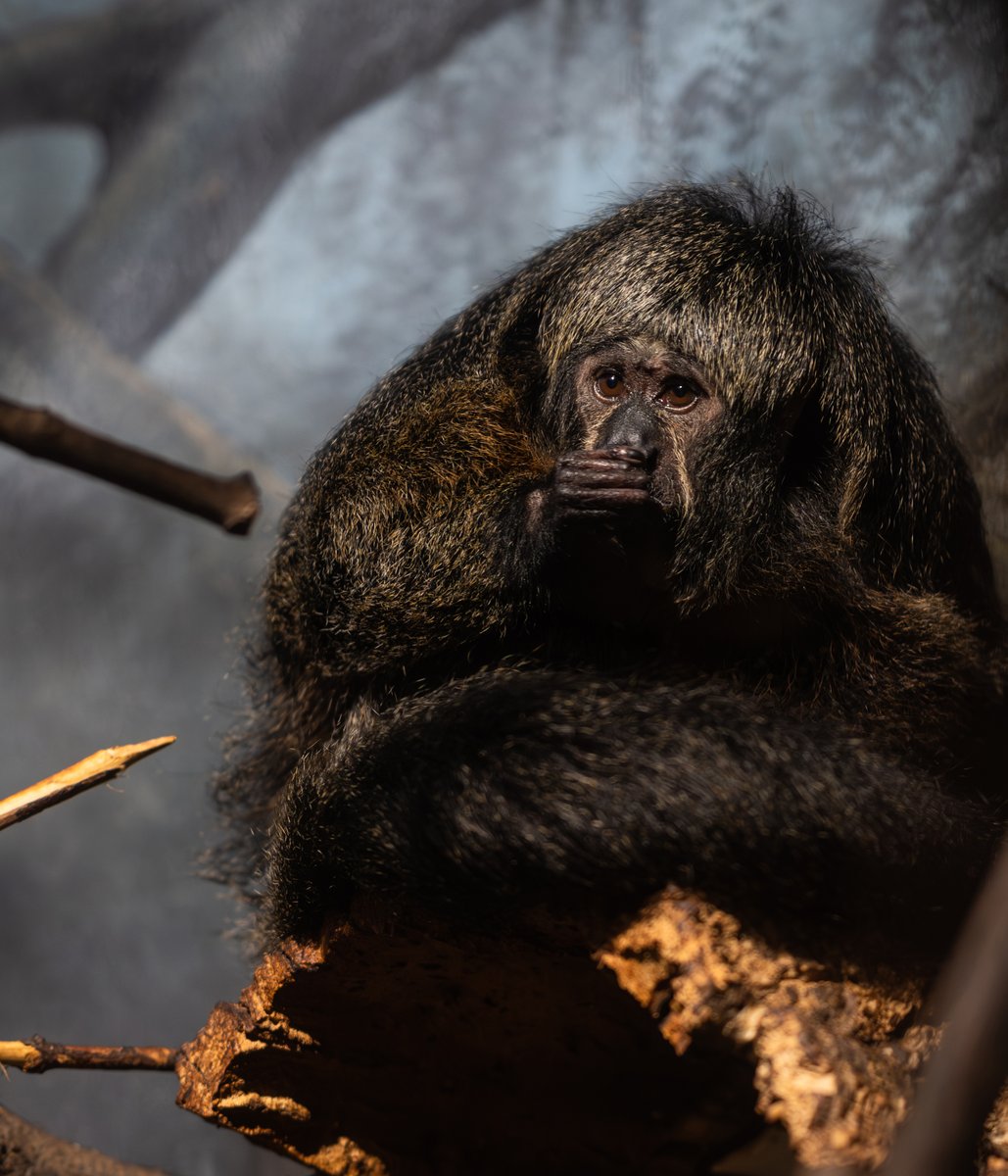 makebrooklyn's tweet photo. Kim is a #SakiMonkey and she can't believe you said that out loud.
#ProspectParkZoo
#Saki
#Monkey
#Pithecia
#photography
#Nikon
#z7ii
#nikonz7ii
#nikonusa
#nikoncreators
#nikonz7ii
#nikon85mm
#F1.8 https://t.co/6Poojdvrxt