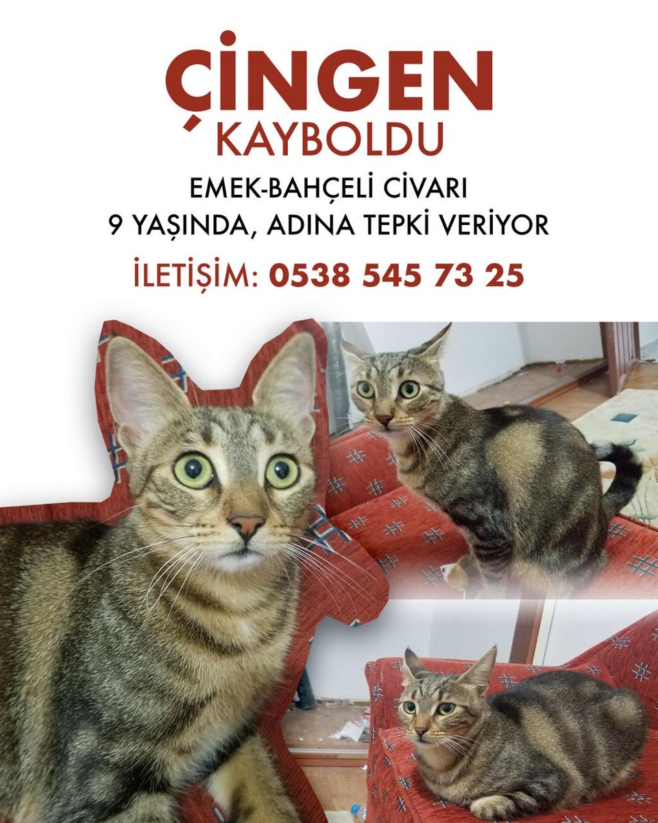 Dostlarım, kedim Çingen Emek Bahçeli civarlarında kayıp. dokuz yaşında ve sokakta yaşayabilecek bir kedi değil. adını biliyor, çok sevecen gördüğü her insana yanaşır. görenlerin bana ulaşmasını, hepinizden paylaşımı yaymanızı rica ediyorum. 05385457325
