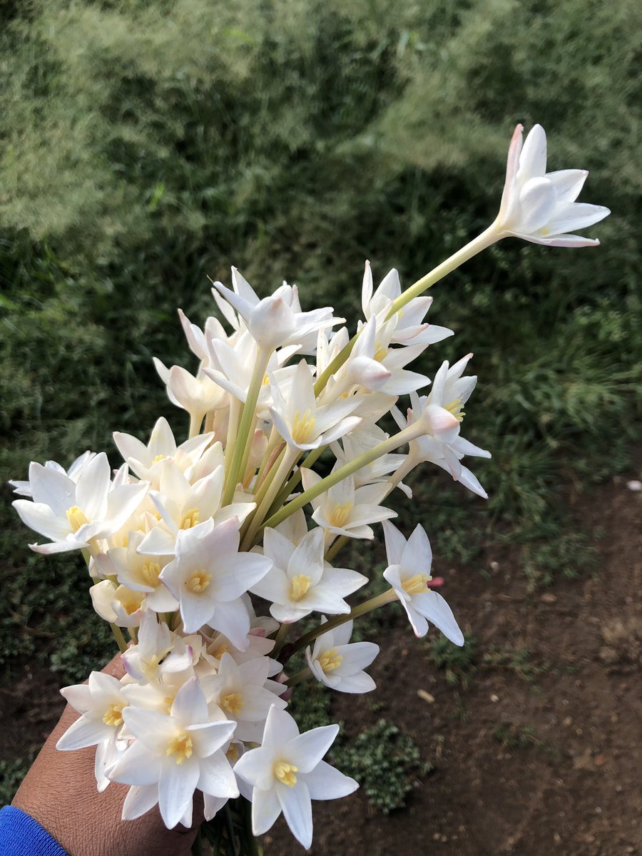 Txi rzulo riab nis gia, riald susen betx // when rains start, vulture lilies also bloom // Cuando empiezan las lluvias, empiezan a florear las azucenas de zopilote. #UsaTuVoz #ZapotecoColonial