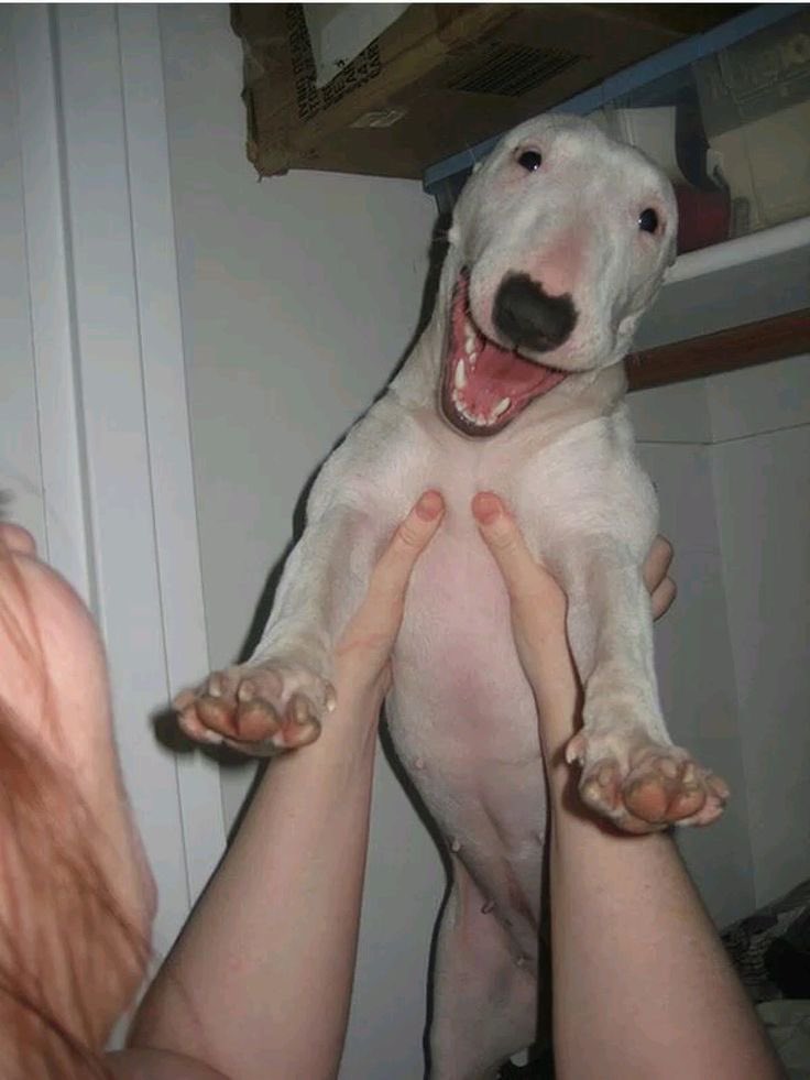 💖 (@twaniimals) on Twitter photo 