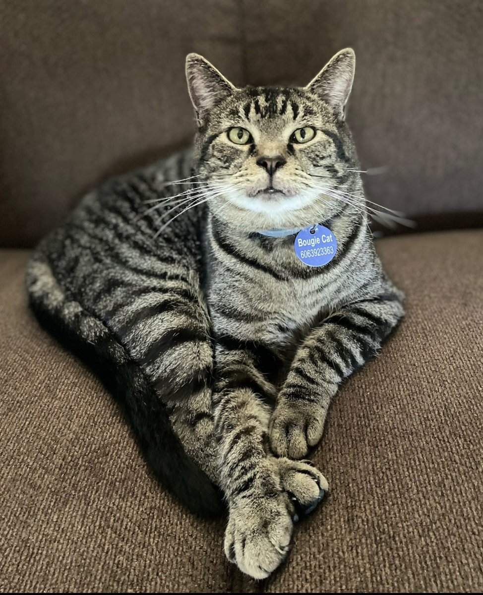 PatsyR62's tweet photo. #cat #bougiecat #kentucky https://t.co/CBj5cxAPlB