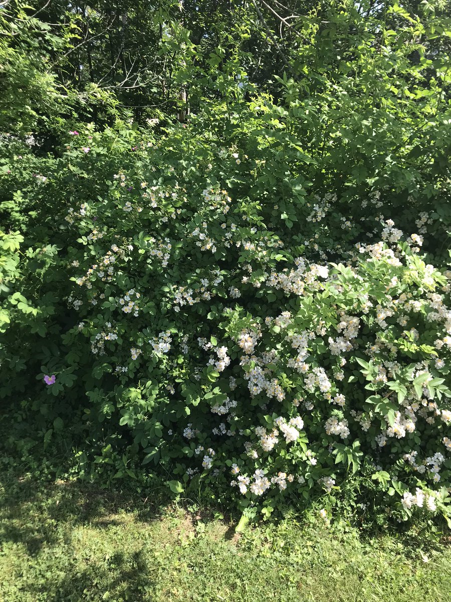 dawnymock's tweet image. #runview it was getting a little hot