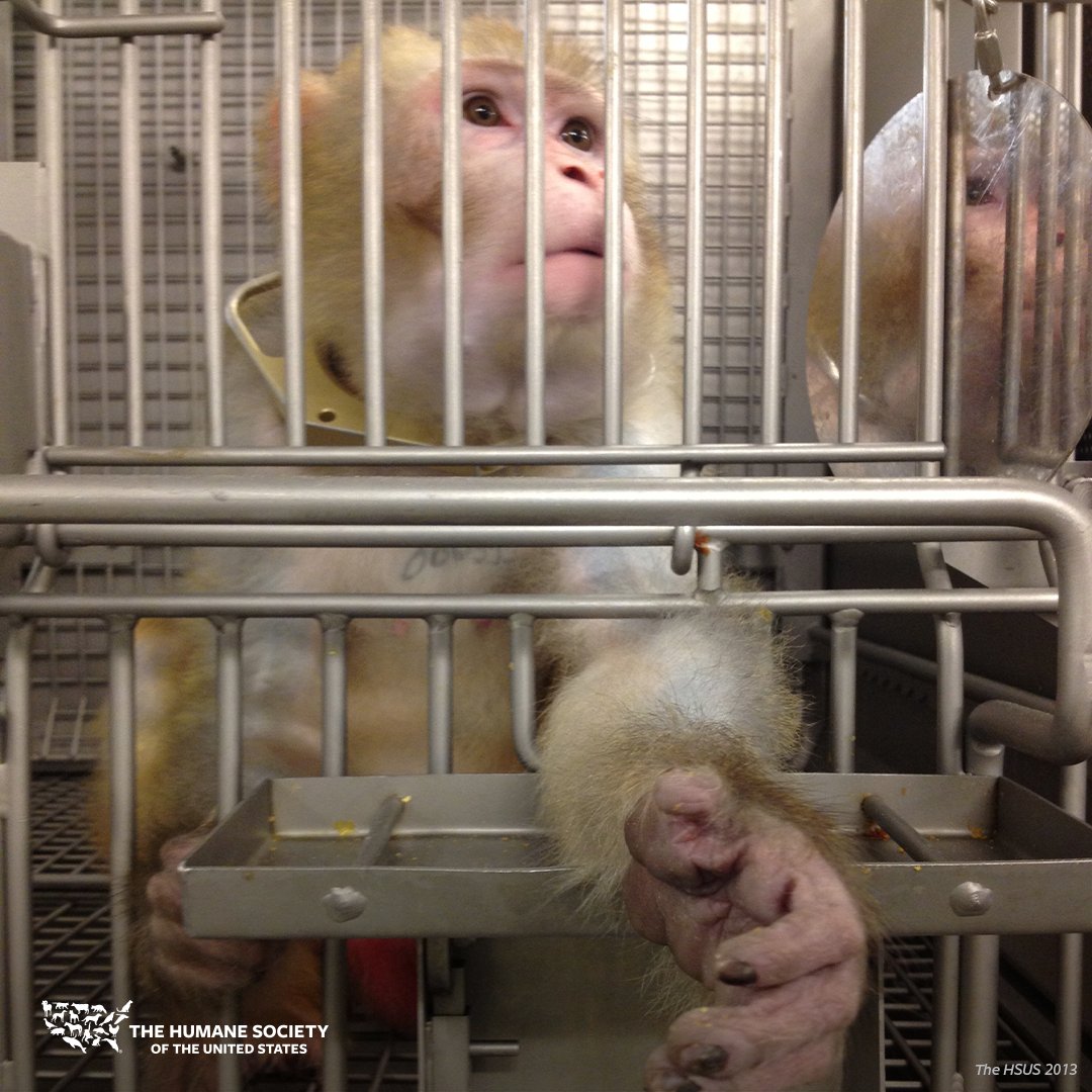 Congress is once again considering earmarking more taxpayer money for harmful experiments on monkeys! 😡

Urge your federal legislators to REFUSE this $10 million request to fund more monkey experiments.

SIGN NOW: hsus.link/x061824