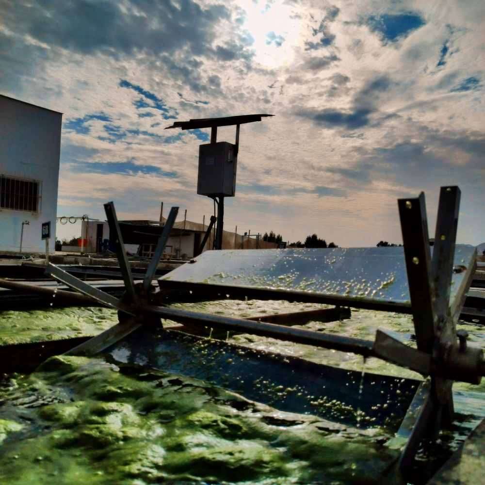 Congrats to the winner of the Algasnap Challenge YAS24, Adrianna Herrera Vivas! ✨

🌊We were looking for your most creative photo featuring algae as voted for on our Insta-account: instagram.com/youngalgaeneer…

And here it is: the Alimenta Algae farm in Peru💚

#YAS2024 #EABA