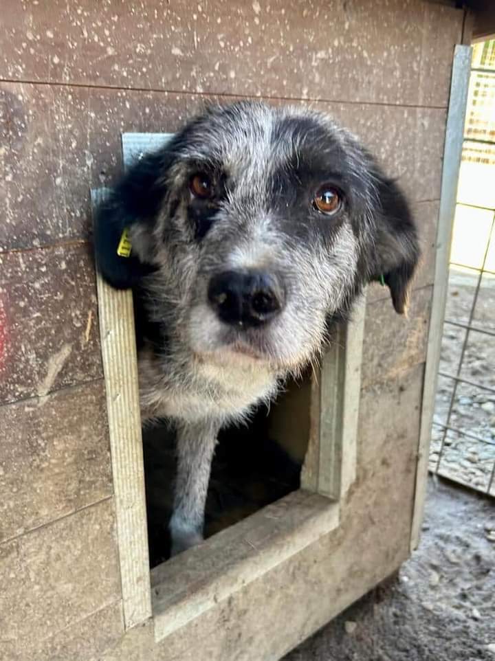 So viele wunderschöne Hunde warten in so vielen Tierheimen und Sheltern auf der ganzen Welt….
Wie zum Beispiel auch ALADIN. ❣️
Bitte teilt ihn - auch er will endlich seine Menschen finden! 

prodogromania.de/alle-hunde/ala… 

🐾Anfragen an info@prodogromania.de