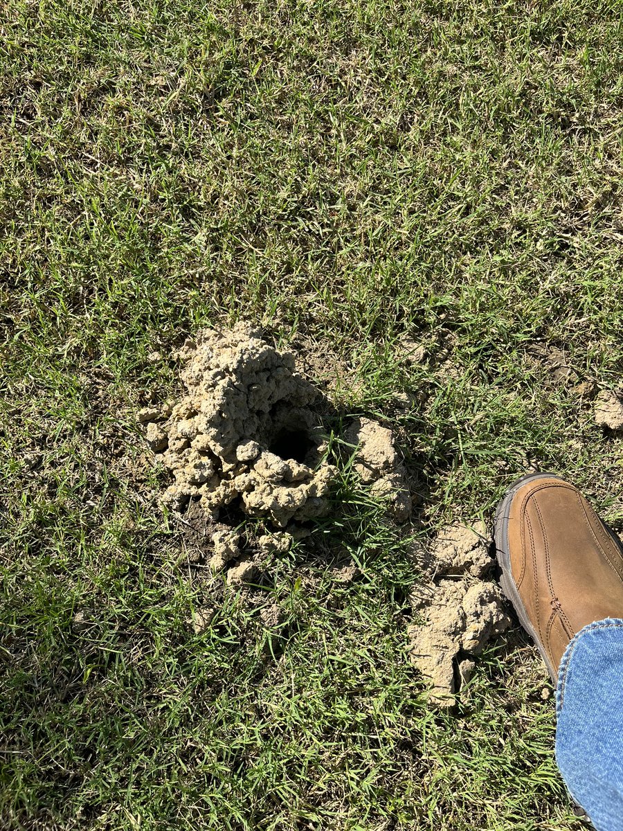 jdanders's tweet image. Hey @OKWildlifeDept can you tell me what member of the animal kingdom made this in my yard?  It popped up in a bar ditch usually with standing water.