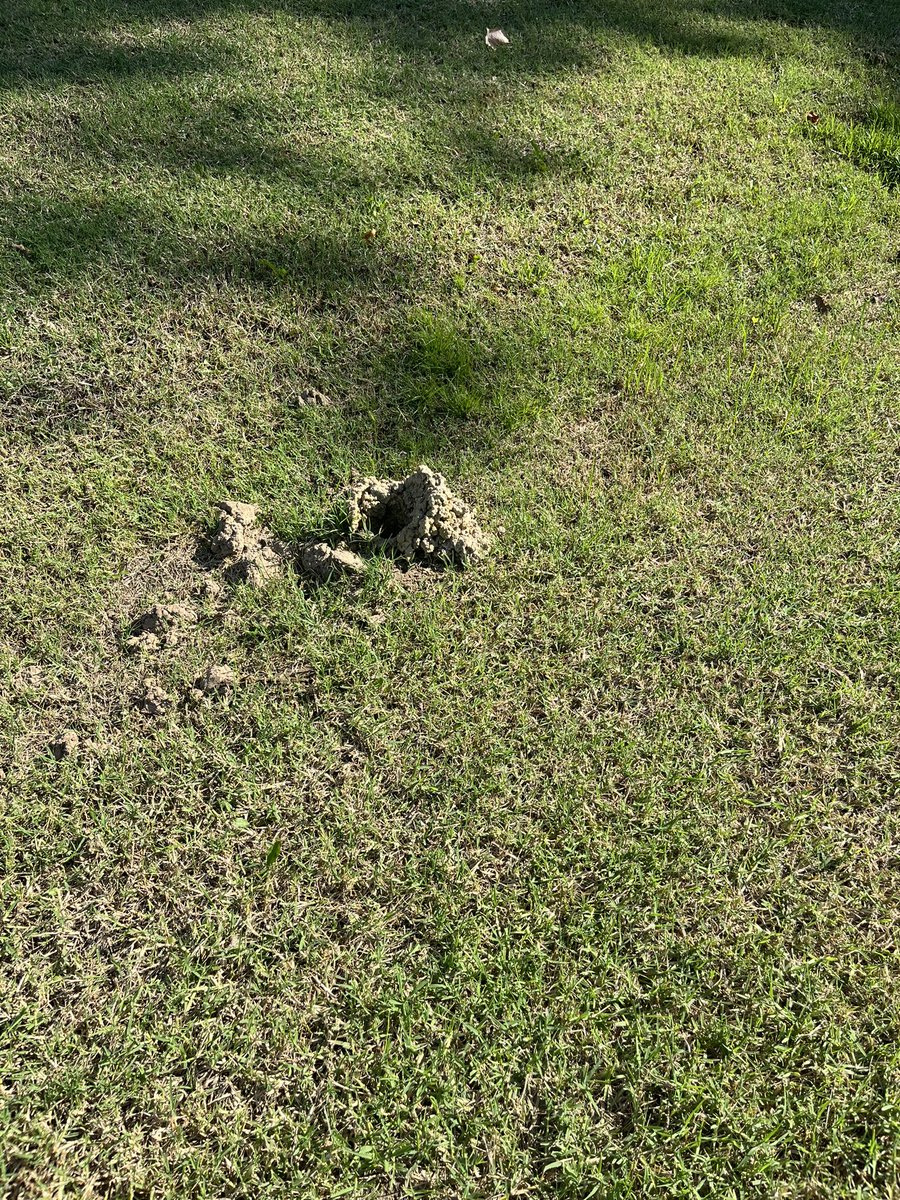 jdanders's tweet image. Hey @OKWildlifeDept can you tell me what member of the animal kingdom made this in my yard?  It popped up in a bar ditch usually with standing water.