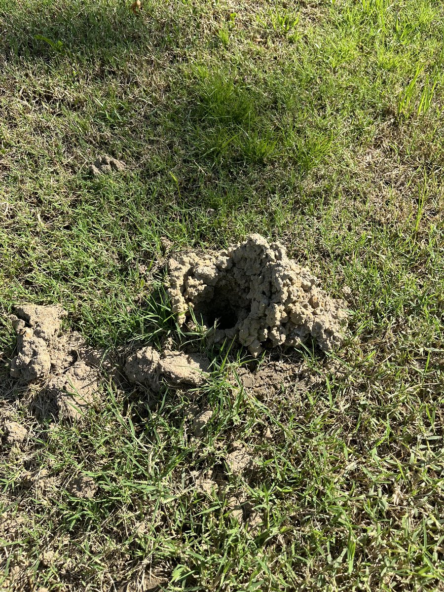 jdanders's tweet image. Hey @OKWildlifeDept can you tell me what member of the animal kingdom made this in my yard?  It popped up in a bar ditch usually with standing water.
