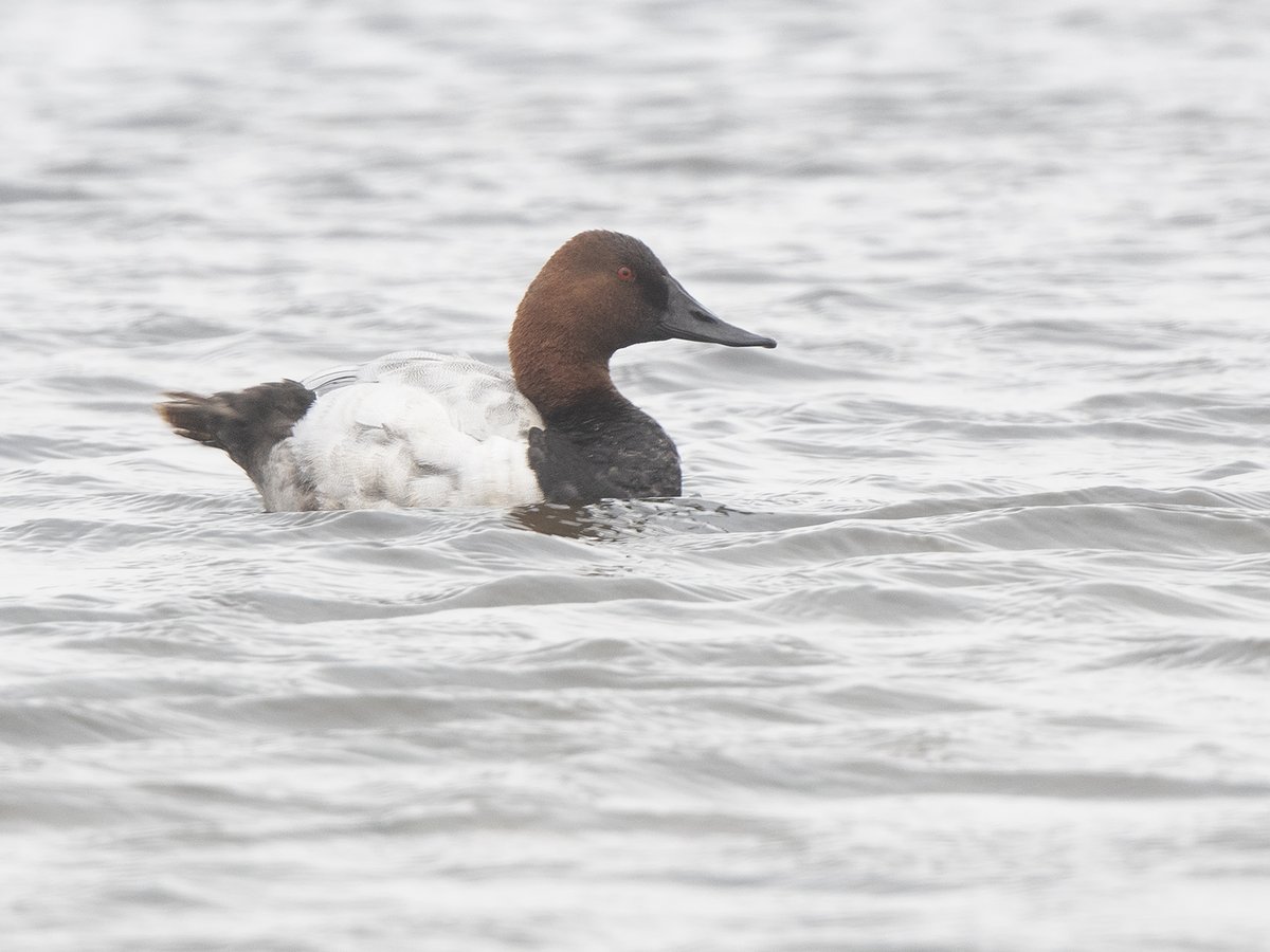 Zeer zeldzame, voor Nederland, #Grote_tafeleend in de N3MP.