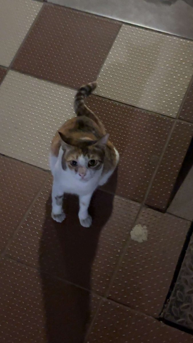 anonymousdingoo's tweet photo. cat with puppy eyes 🥹 https://t.co/X5GOn7o0ES