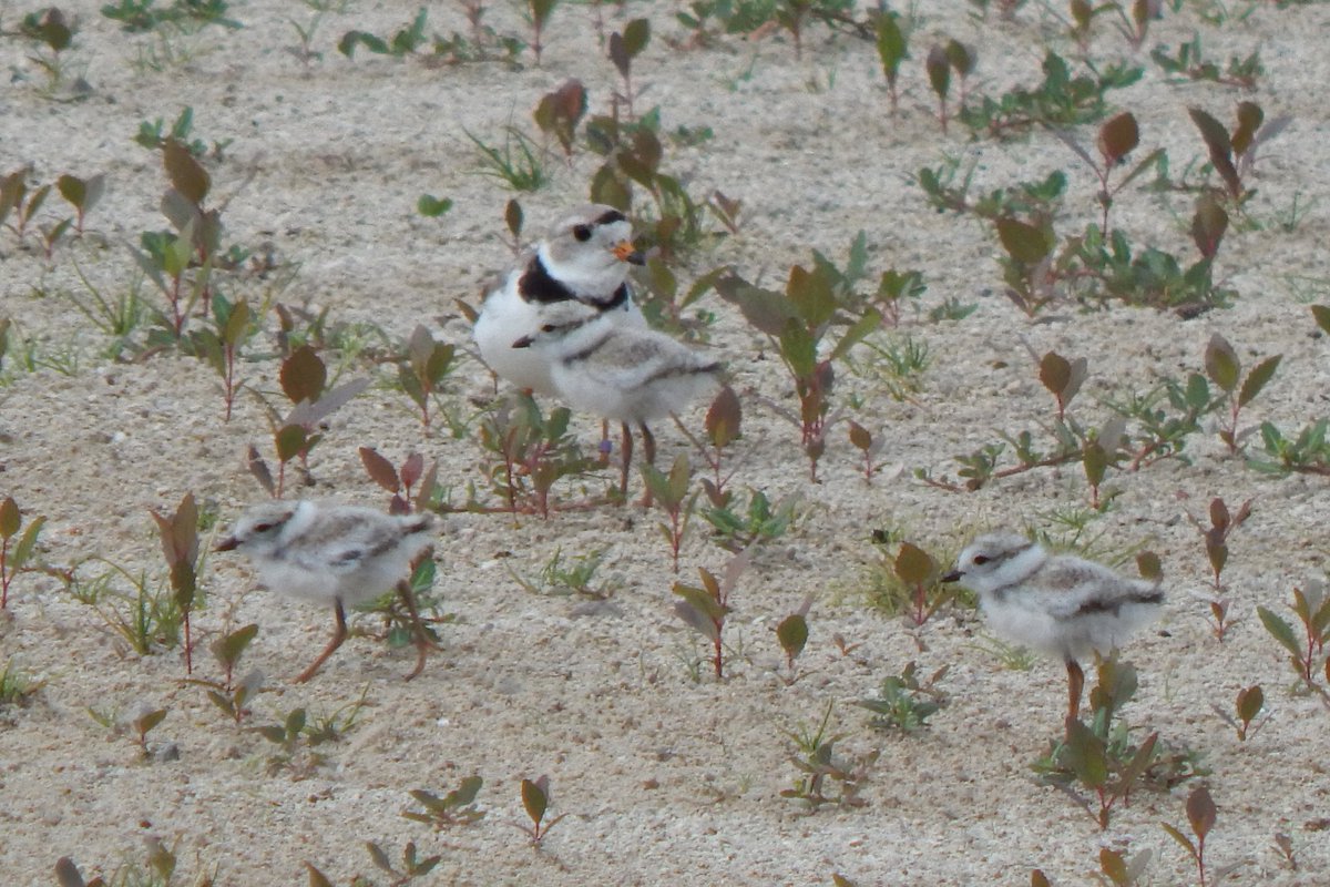 A Remembrance of Nish on his hatch day
By Sarah Taylor
Maumee Bay Piping Plover Monitor 🧡 

🧵 1/8

📸: <a href="/RevSarahTaylor/">Sarah Taylor</a> (Nish with 3 of his 4 chicks, Maumee Bay State Park, Ohio, July 9, 2021)