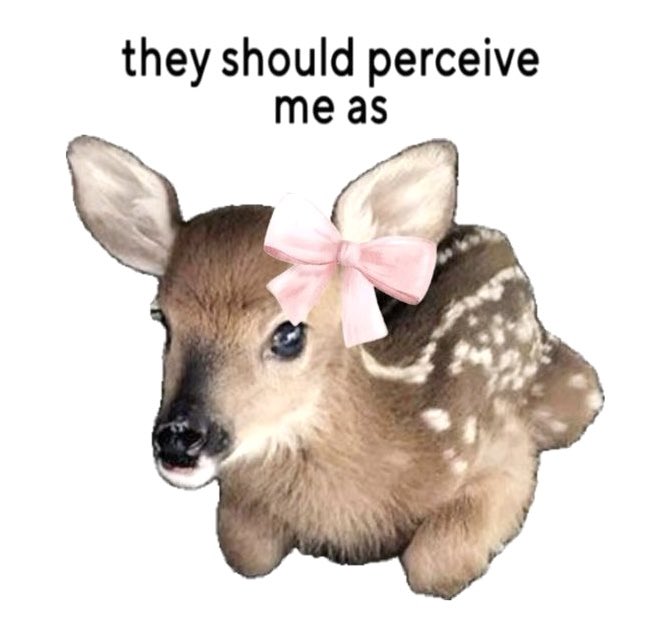 animals wearing bows tweet media