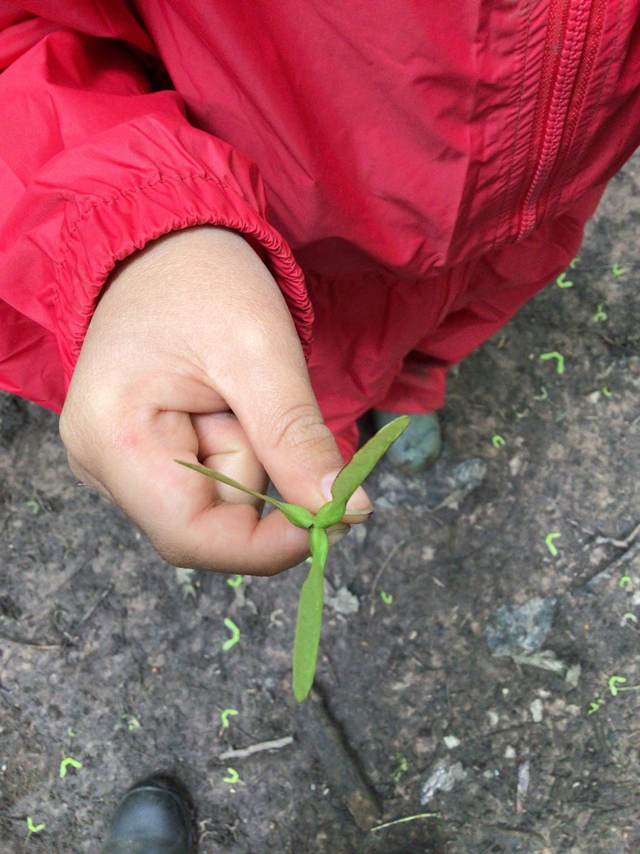 walton_primary's tweet photo. Look what βRβ found today. A triple helicopter! @NatForestCo @WoodlandTrust @Muddyfaces #jtmatwellbeing #elsawellbeing @JohnTaylorMAT https://t.co/xQhSRGaYqe